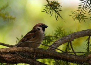 Sparrow Suki Singh for Su Min's poem