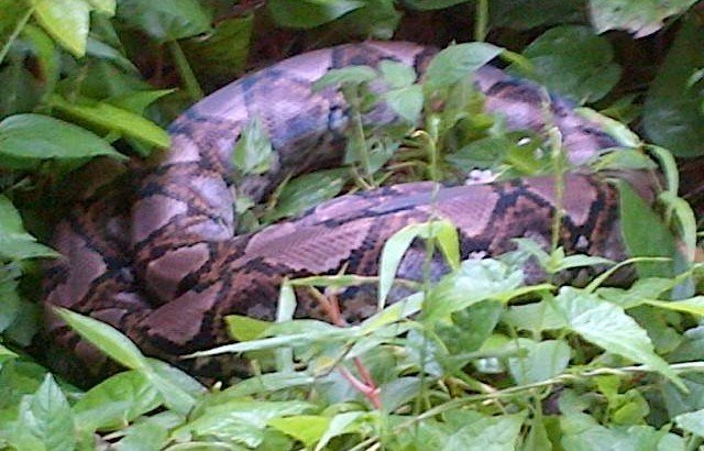 Python by Steven Toong (photo by Steven Toong)